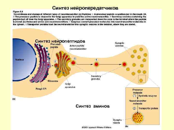 Дыхательный центр возбуждение