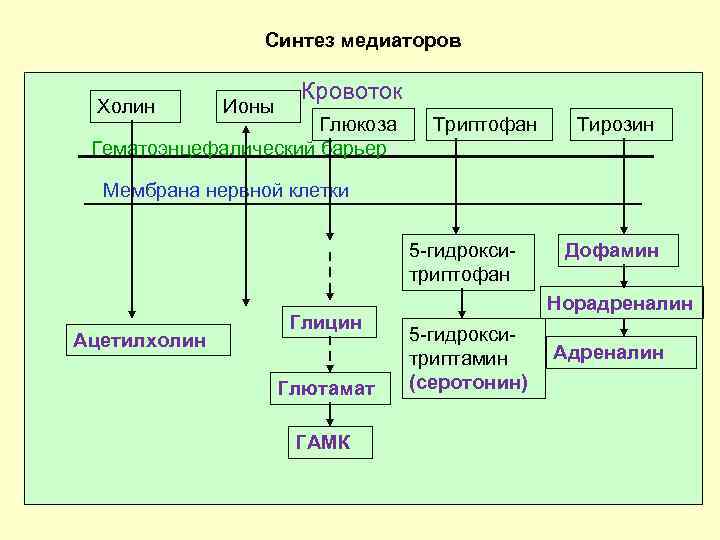 Синтез медиатора. Синтез нейромедиаторов. Синтез медиатора схема. Медиаторы синтезируются в.