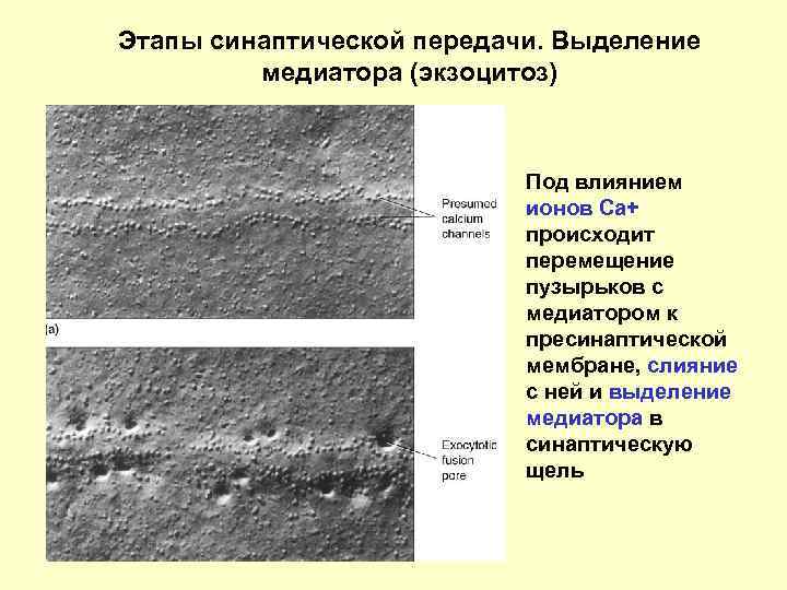 Этапы синаптической передачи. Выделение медиатора (экзоцитоз) Под влиянием ионов Са+ происходит перемещение пузырьков с