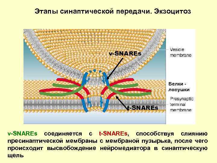 Этапы синаптической передачи. Экзоцитоз v-SNAREs Белки ловушки t-SNAREs v-SNAREs соединяется с t-SNAREs, способствуя слиянию