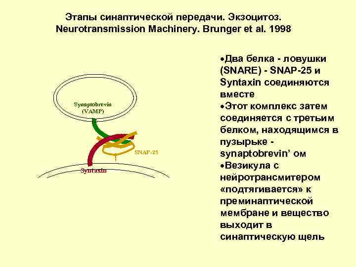 Этапы синаптической передачи. Экзоцитоз. Neurotransmission Machinery. Brunger et al. 1998 Synaptobrevin (VAMP) SNAP-25 Syntaxin