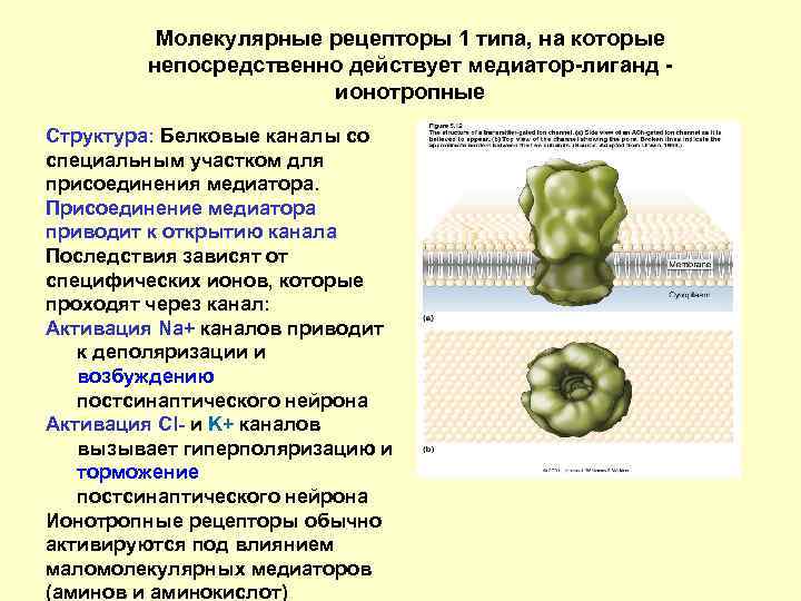 Молекулярные рецепторы 1 типа, на которые непосредственно действует медиатор-лиганд ионотропные Структура: Белковые каналы со