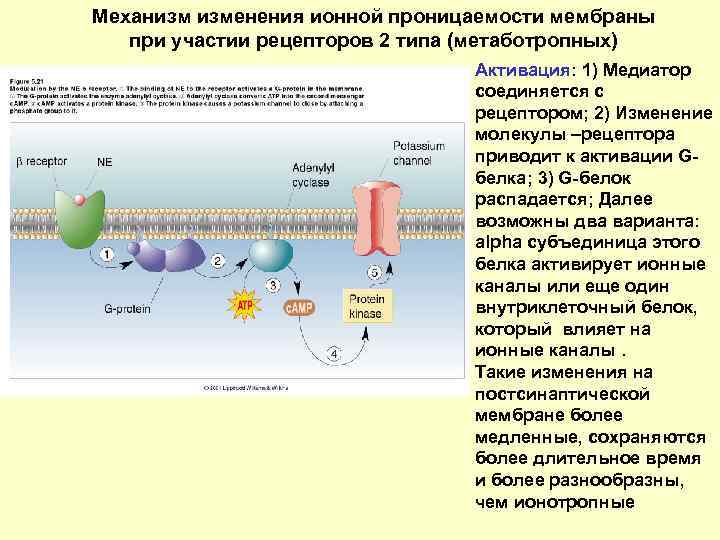 Изменение проницаемости клеточных мембран. Механизм изменения проницаемости мембраны. Факторы проницаемости мембраны.