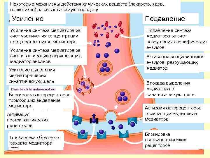 Некоторые механизмы действия химических веществ (лекарств, ядов, наркотиков) на синаптическую передачу Усиление синтеза медиатора