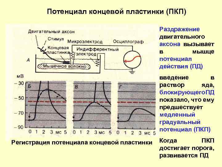 Потенциал концевой пластинки