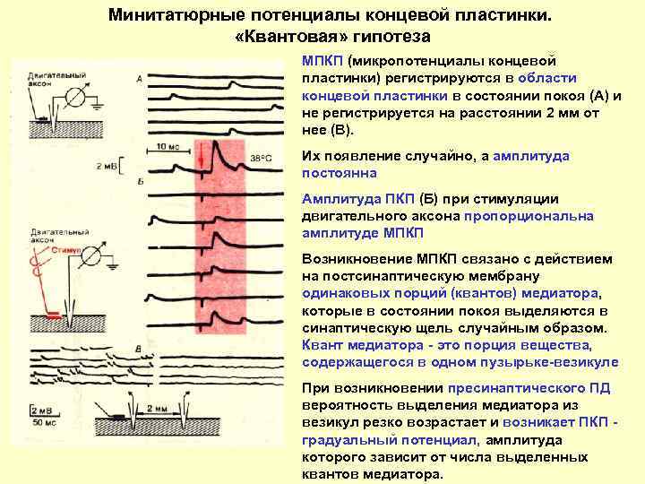 Потенциал концевой пластинки