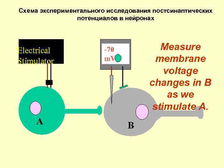 Схема экспериментального исследования постсинаптических потенциалов в нейронах Electrical Stimulator A Measure membrane voltage changes