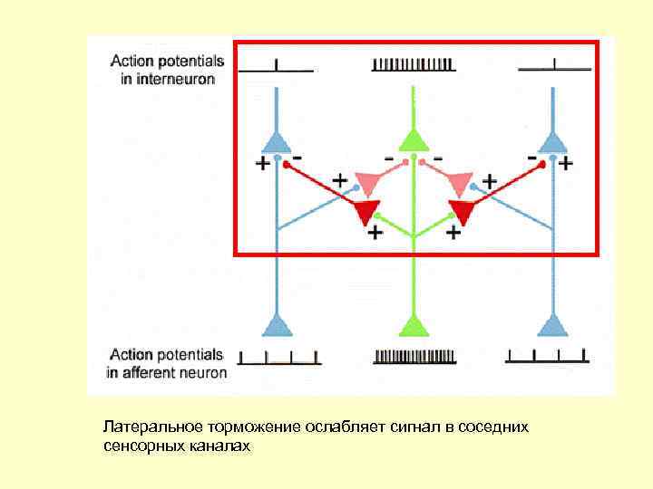 Латеральное торможение ослабляет сигнал в соседних сенсорных каналах 