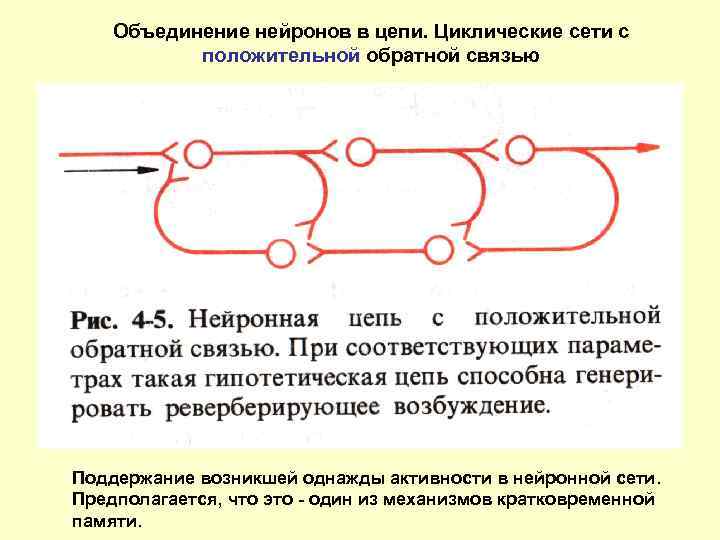 Объединение нейронов в цепи. Циклические сети с положительной обратной связью Поддержание возникшей однажды активности