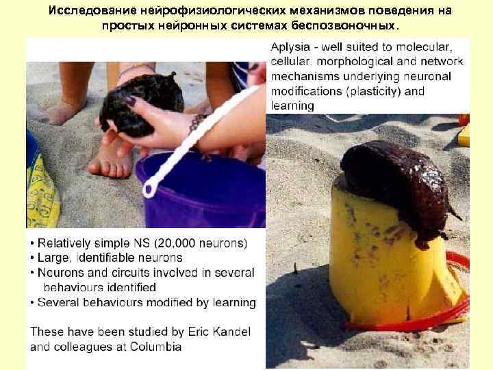 Исследование нейрофизиологических механизмов поведения на простых нейронных системах беспозвоночных. 