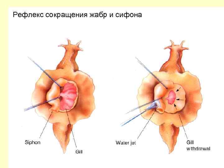 Рефлекс сокращения жабр и сифона 