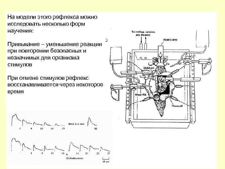 На модели этого рефлекса можно исследовать несколько форм научения: Привыкание – уменьшение реакции при