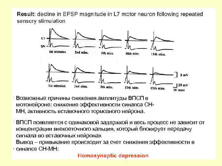 Возможные причины снижения амплитуды ВПСП в мотонейроне: снижение эффективности синапса СНМН, активность вставочного тормозного