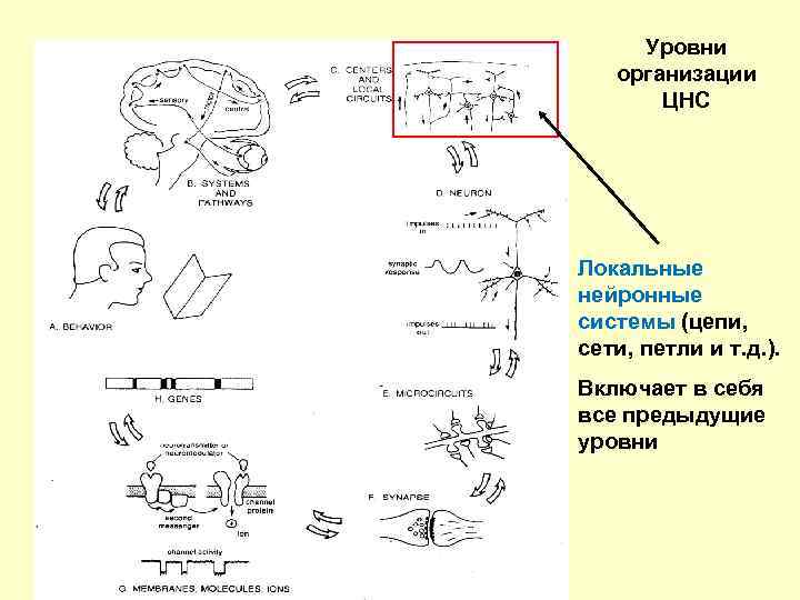 Уровни организации ЦНС Локальные нейронные системы (цепи, сети, петли и т. д. ). Включает