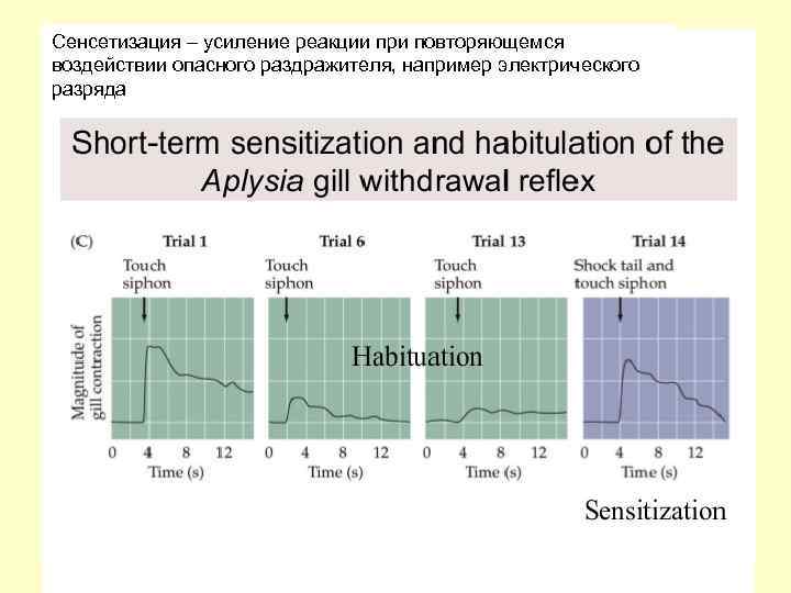 Сенсетизация – усиление реакции при повторяющемся воздействии опасного раздражителя, например электрического разряда 