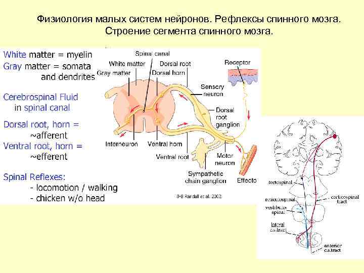 Физиология малых систем нейронов. Рефлексы спинного мозга. Строение сегмента спинного мозга. 