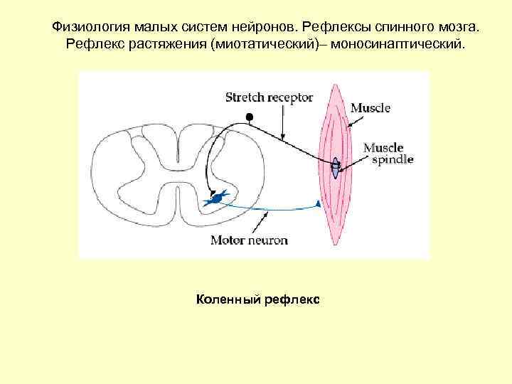 Система мал. Схема рефлекторной дуги миотатического рефлекса. Рефлекторная дуга рефлекса растяжения. Рефлекс растяжения физиология. Рефлекторная дуга миотатического и сухожильного рефлексов схема.