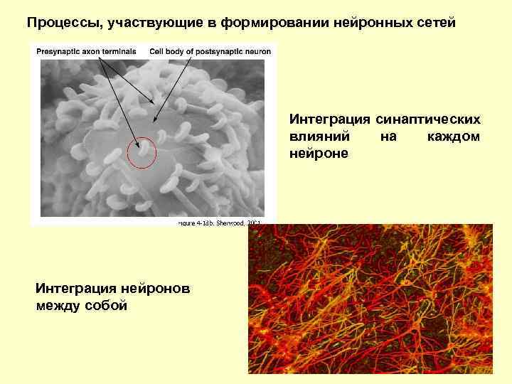 Принимают участие в процессе. Интеграция в нейроне. Интеграция синаптических процессов на нейроне. Интеграция синаптических потенциалов на нейронах. Нейрон уровень организации.