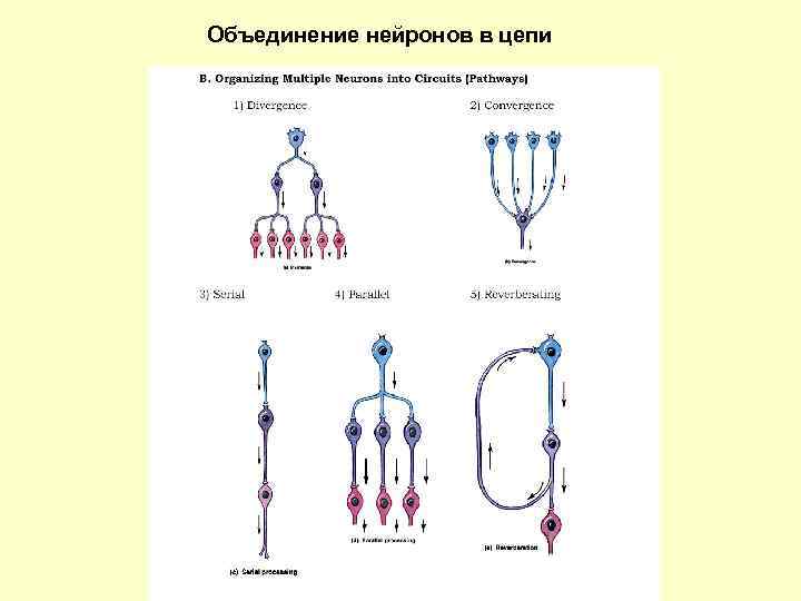 Схема нервной цепи