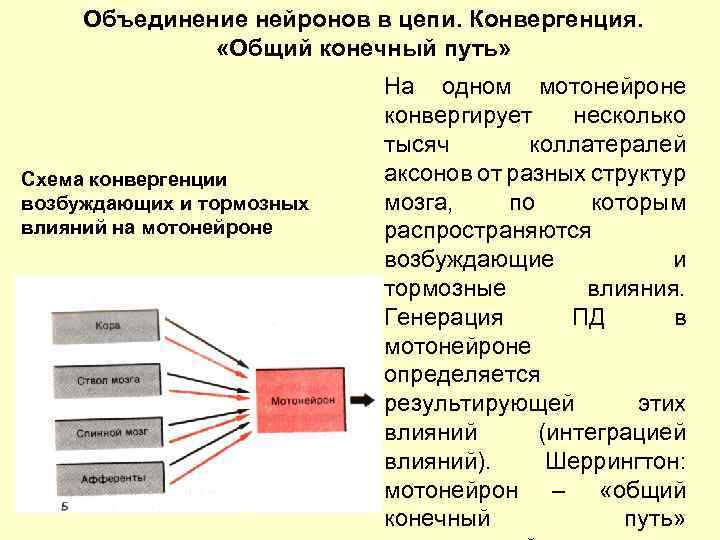 В общем в конечном. Объединение нейронов. Общий конечный путь. Конвергирующая схема торможения. Конвергирующие нейронные цепи.