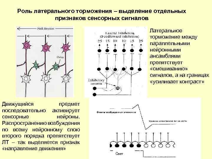 Латеральное торможение схема