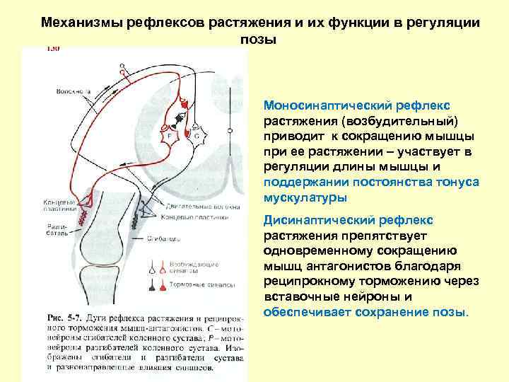 Миотатический рефлекс схема