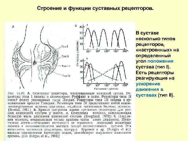 Строение и функции суставных рецепторов. В суставе несколько типов рецепторов, «настроенных» на определенный угол