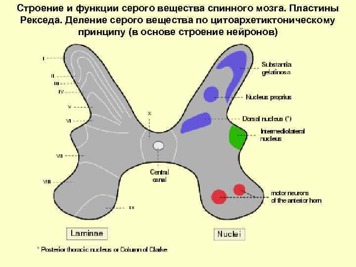 Строение и функции серого вещества спинного мозга. Пластины Рекседа. Деление серого вещества по цитоархетиктоническому