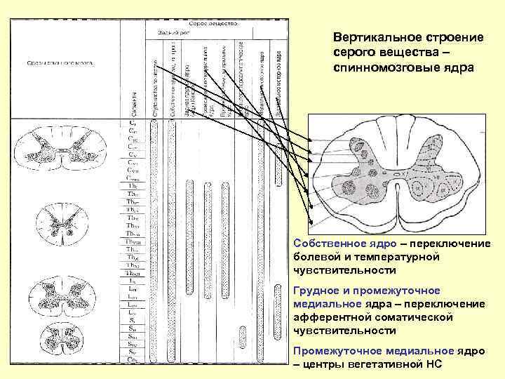 Вертикальное строение серого вещества – спинномозговые ядра Собственное ядро – переключение болевой и температурной