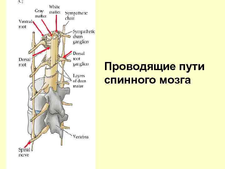 Проводящие пути спинного мозга 