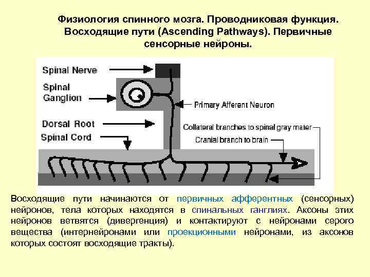 Физиология спинного мозга. Проводниковая функция. Восходящие пути (Ascending Pathways). Первичные сенсорные нейроны. Восходящие пути