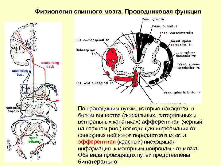 Физиология мозги