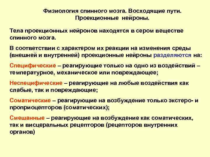 Физиология спинного мозга. Восходящие пути. Проекционные нейроны. Тела проекционных нейронов находятся в сером веществе