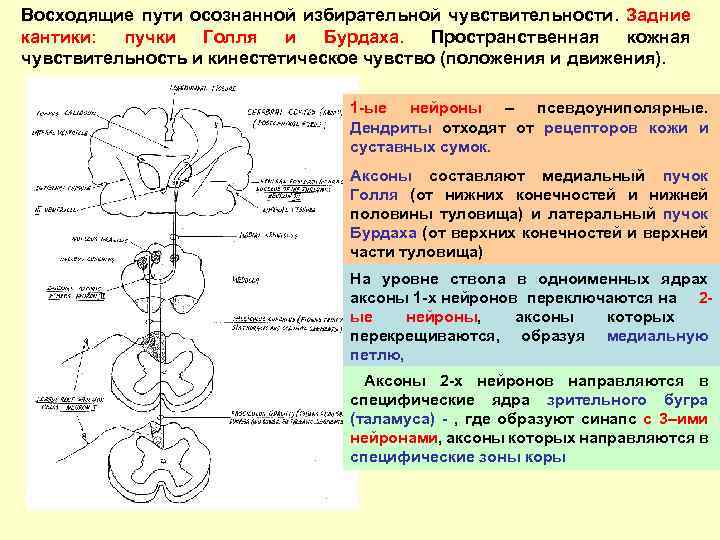 Пути голля и бурдаха