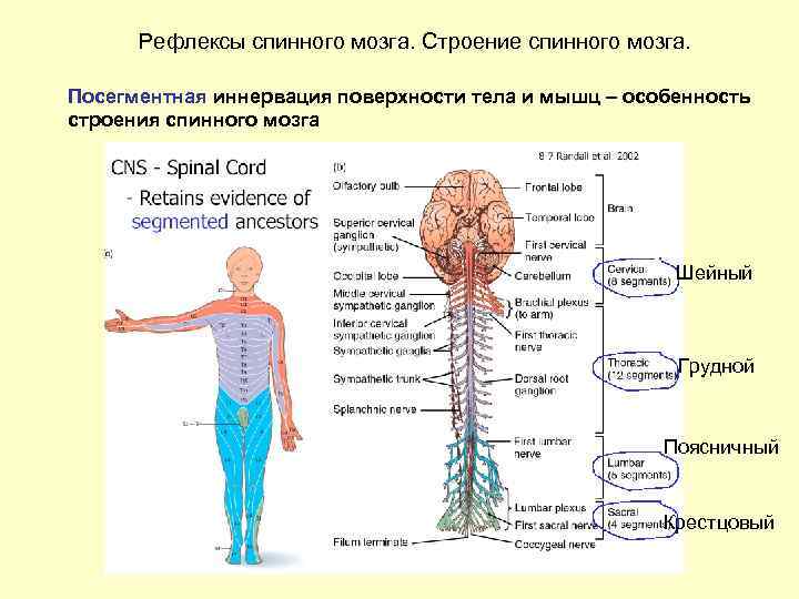 Рефлексы спинного мозга человека