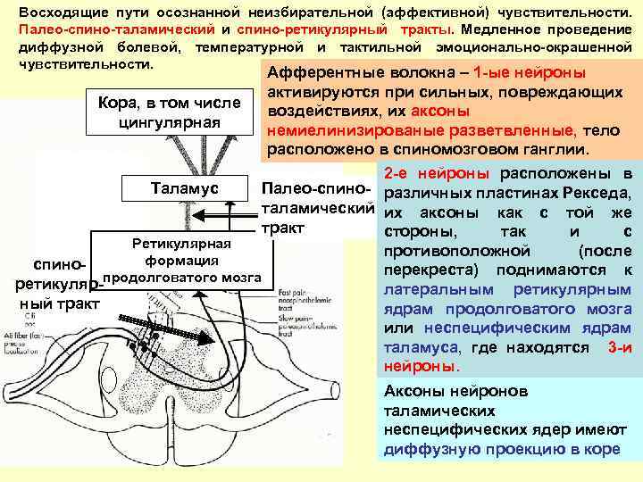 Восходящие пути осознанной неизбирательной (аффективной) чувствительности. Палео-спино-таламический и спино-ретикулярный тракты. Медленное проведение диффузной болевой,