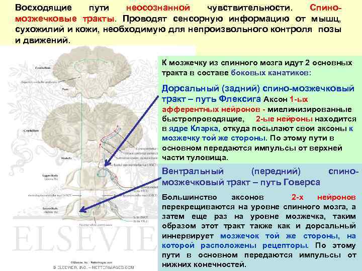 Путь говерса схема