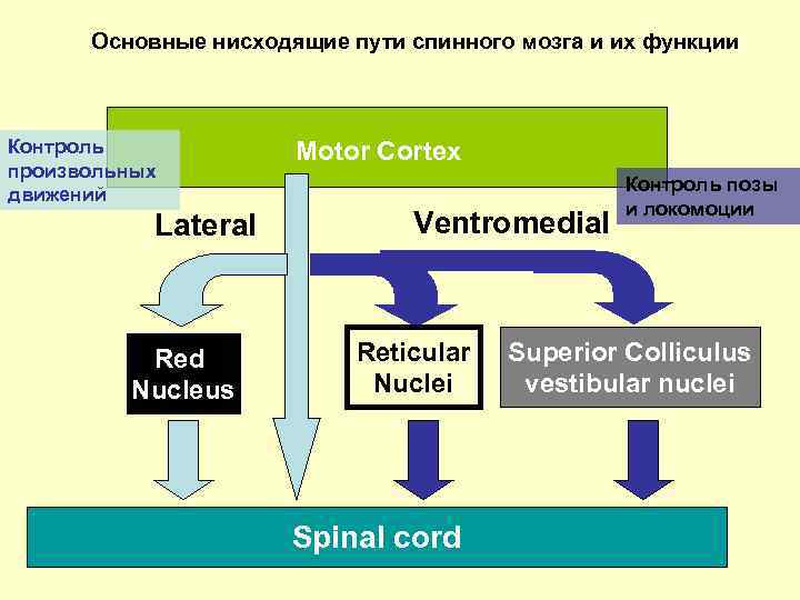Основные нисходящие пути спинного мозга и их функции Контроль произвольных движений Lateral Red Nucleus