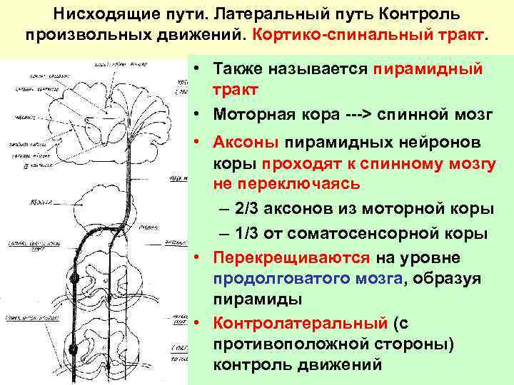 Тракты определение. Пирамидная система неврология. Кортико-спинальный тракт. Кортикоспинальный тракт схема. Латеральный кортико спинальный путь.