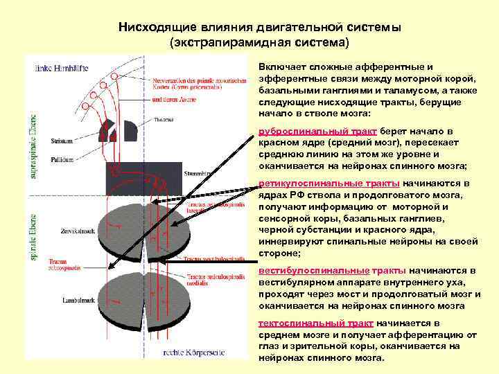 Нисходящие влияния двигательной системы (экстрапирамидная система) Включает сложные афферентные и эфферентные связи между моторной