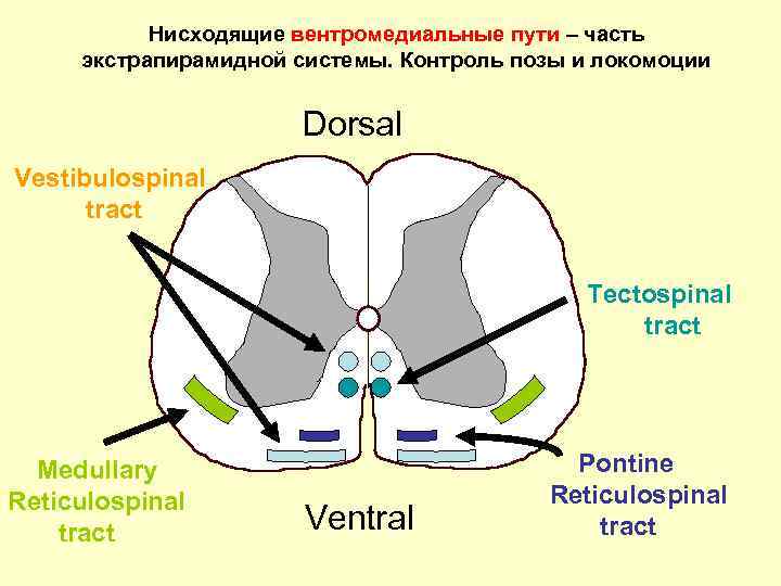 Нисходящие вентромедиальные пути – часть экстрапирамидной системы. Контроль позы и локомоции Dorsal Vestibulospinal tract