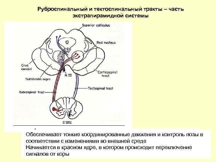 Красноядерно спинномозговой путь схема