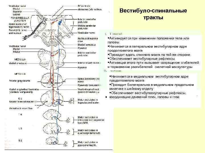 Вестибуло-спинальные тракты §Активируется при изменении положения тела или головы §Начинается в латеральном вестибулярном ядре