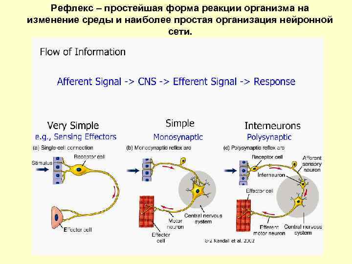 Рефлекс – простейшая форма реакции организма на изменение среды и наиболее простая организация нейронной