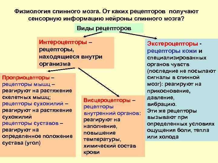 Физиология мозги. Физиология спинного мозга. Виды рецепторов спинного мозга. Физиология спинного мозга физиология. Физиология спинного мозга кратко.