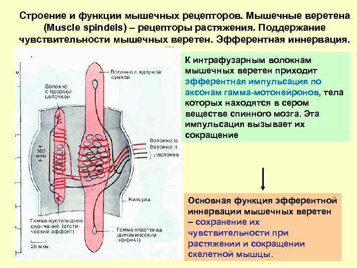 Рецепторы мышц. Строение нервно-мышечного веретена. Строение мышечного веретена физиология. Функция нервно мышечного веретена. Мышечное Веретено физиология строение функции.