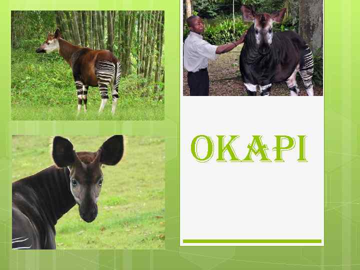 Okapi 