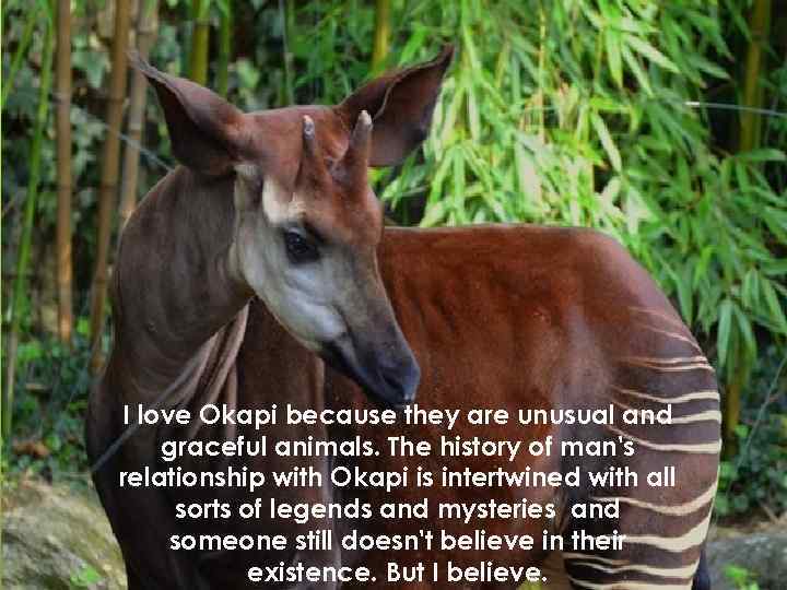 I love Okapi because they are unusual and graceful animals. The history of man's
