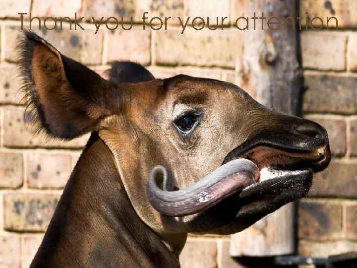 Thank you for your attention 