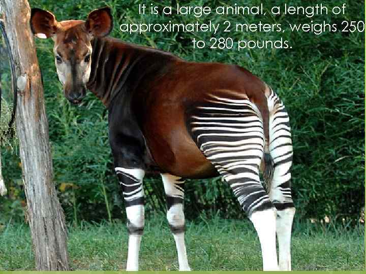 It is a large animal, a length of approximately 2 meters, weighs 250 to